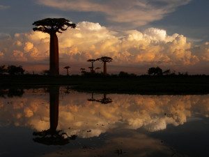 baobab