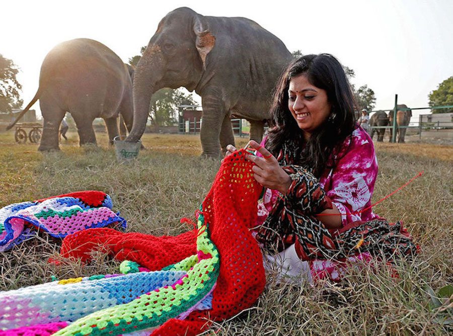 elephant sweaters